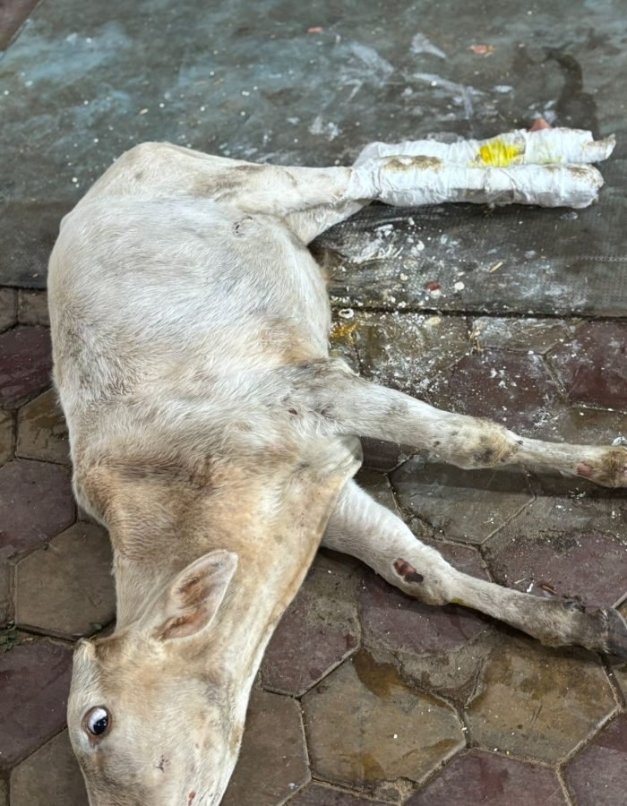 WhatsApp Image 2025-10-21 at 16.51.23 (1)